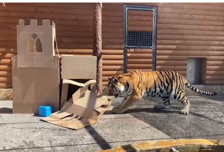 Ленинградский зоопарк подарил тигру Зевсу на День рождения картонный замок и игрушки