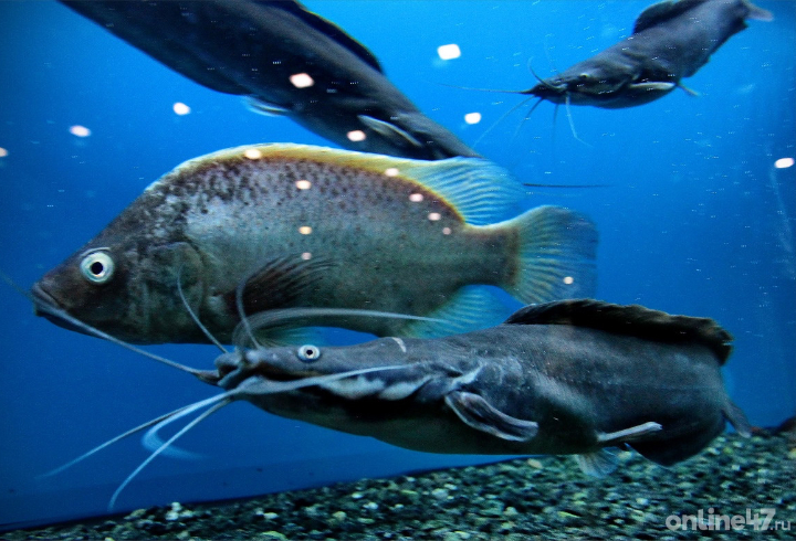 Памятка рыболова: где и как безопасно удить рыбу в Ленобласти