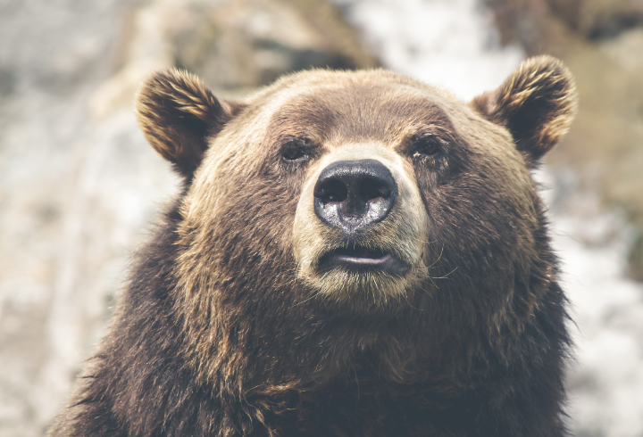 В четверг в Ленобласти стартует сезон охоты на медведей