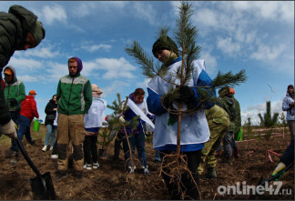 Тысячи саженцев и гектары лесов: как в Ленобласти восстанавливали зеленые «оазисы»