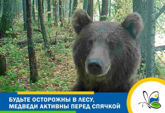 Жителей Ленобласти предупредили об активности медведей в региональных заповедниках