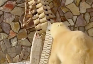 Белая медведица Хаарчаана «поздравила» Ленинградский зоопарк с Масленицей