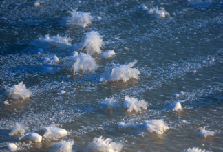 «Ледяные цветы» распустились в выборгском парке Монрепо