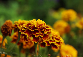 Власти Ангарска потратят 4,9 млн рублей на посадку цветов в 2026 году