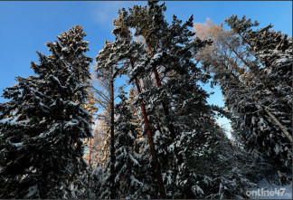Санитарная рубка, чистая Ладога, борьба со свалками: из чего складывается экологическое благополучие Ленобласти