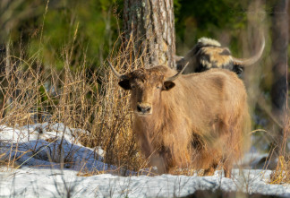 В Ленинградской области показали фото одичавших яков