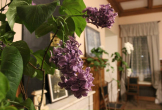 В музеях Ленобласти зацвела сирень: история региона теперь пахнет весной