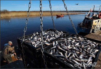 Корюшка пошла? В какую цену обойдется первый улов в Петербурге и Ленобласти