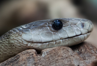 Из-за раннего потепления в Петербурге и Ленобласти начали просыпаться гадюки