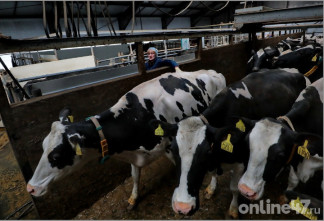 Болезни не ждут — их предупреждают: как работает ветеринарная система Ленобласти