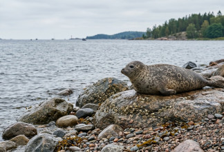Время помогать нерпам и тюленям: как в Петербурге и Ленобласти спасают самых уязвимых обитателей Балтики