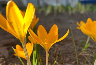 Первые крокусы распустились в Ленобласти