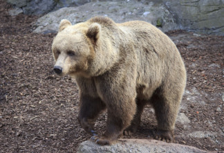 Конец зимней спячки: правила поведения при встрече с дикими животными в Ленобласти