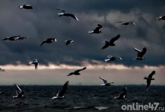 Вода отступила, риски остались: что показал сезон паводков в Ленобласти и как обеспечивают безопасность на водоемах