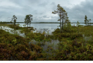 Глебовское болото: уникальный заказник отмечает 50-летие заповедной системы 47-го региона