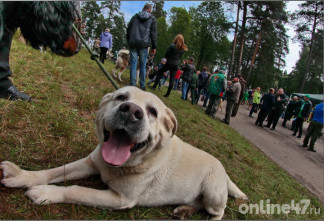 Кинолог перечислил главные опасности для собак за городом