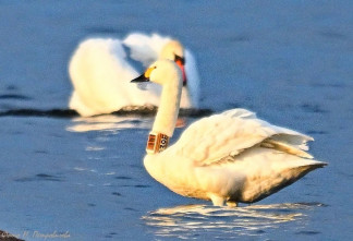 Ленобласть встретила лебедя с нидерландским чипом