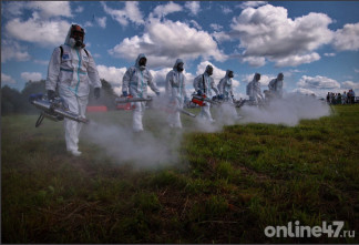 Борщевик зашагал по России: что говорят эксперты о причинах и масштабах бедствия, методах борьбы и мерах безопасности