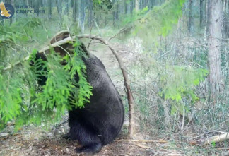 Медведь из Нижне-Свирского заповедника устроил танцы с елкой