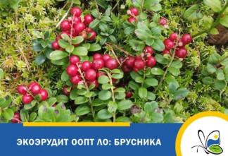 В лесах Ленобласти созревает брусника
